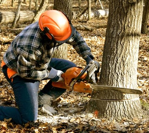 Tree Removal in Eva, AL